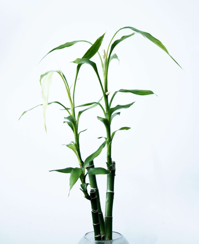 A bamboo shoot in a portable pot, ready to be placed on an employee's desk as a gift. 